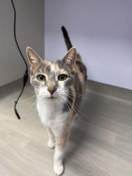 Found/Stray Female Cat last seen Covered Bridge Park, New Britain, PA 18901