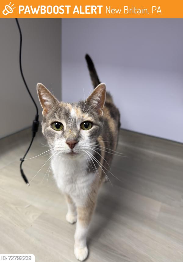 Found/Stray Female Cat last seen Covered Bridge Park, New Britain, PA 18901
