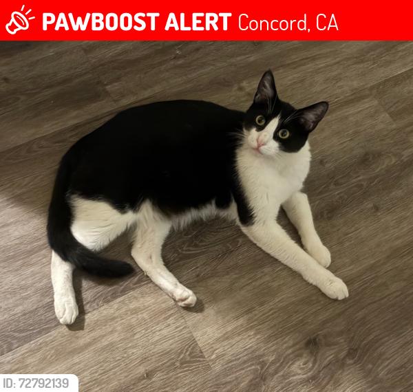 Lost Male Cat last seen Solano way and hilltop , Concord, CA 94520