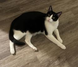 Lost Male Cat last seen Solano way and hilltop , Concord, CA 94520