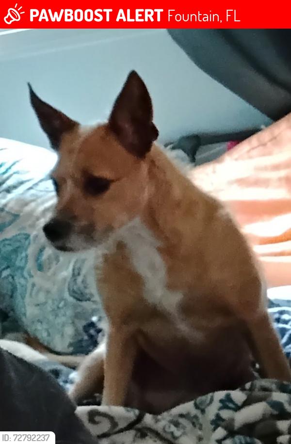 Lost Female Dog last seen Hwy 231, Fountain, FL 32438