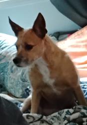 Lost Female Dog last seen Hwy 231, Fountain, FL 32438
