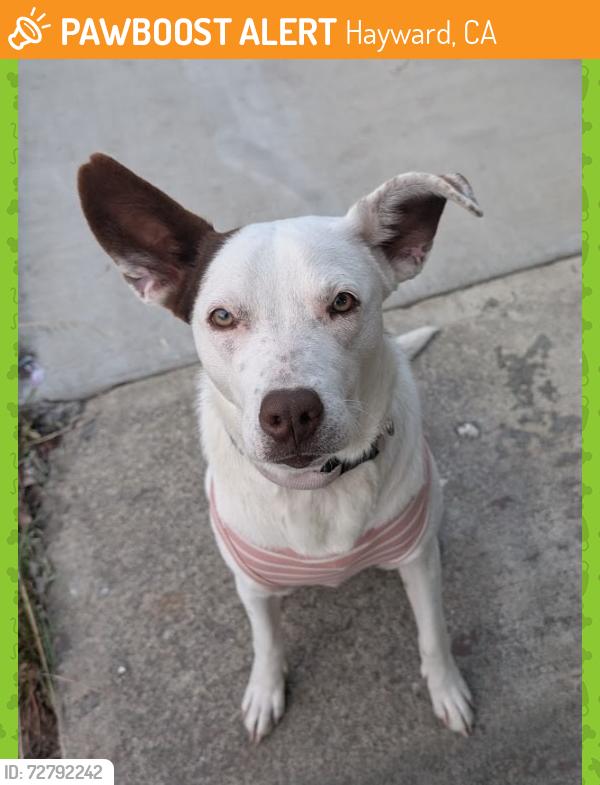 Found/Stray Female Dog last seen industrial, Hayward, CA 94544