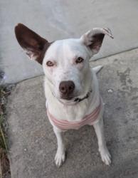 Found/Stray Female Dog last seen industrial, Hayward, CA 94544