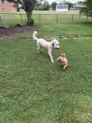 Found/Stray Female Dog last seen Burton road thomasville nc , Thomasville, NC 27360