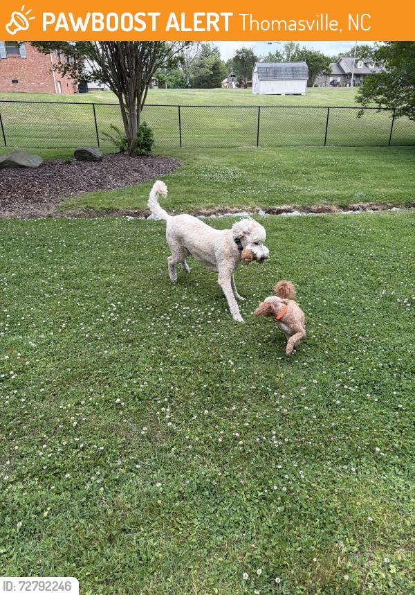Found/Stray Female Dog last seen Burton road thomasville nc , Thomasville, NC 27360