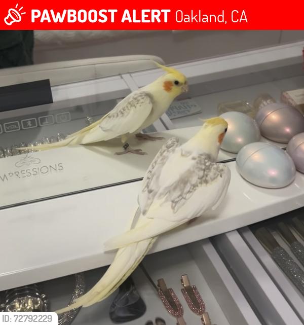 Lost Unknown Bird last seen 98th ave , Oakland, CA 94603