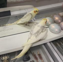 Lost Unknown Bird last seen 98th ave , Oakland, CA 94603
