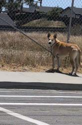 Found/Stray Male Dog last seen Olive Ave & Galaxy , Vista, CA 92083