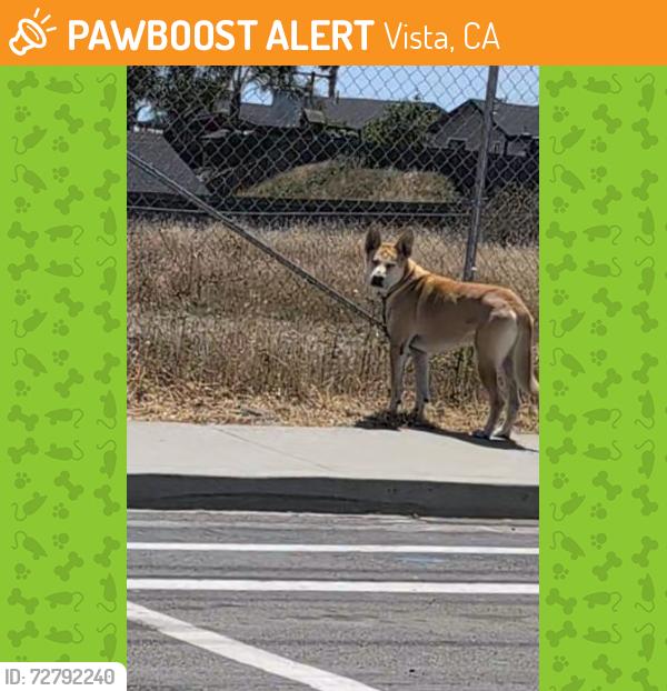 Found/Stray Male Dog last seen Olive Ave & Galaxy , Vista, CA 92083