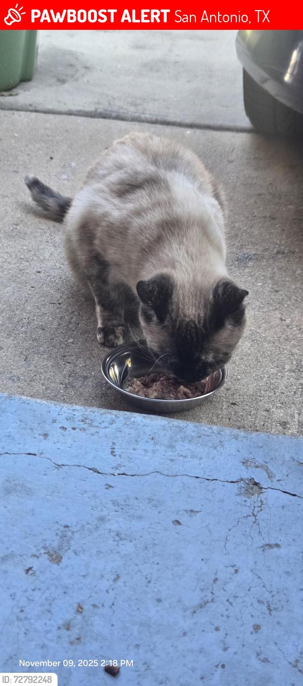 Lost Female Cat last seen Ash field , San Antonio, TX 78245