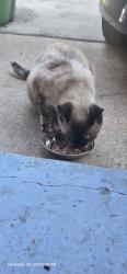 Lost Female Cat last seen Ash field , San Antonio, TX 78245