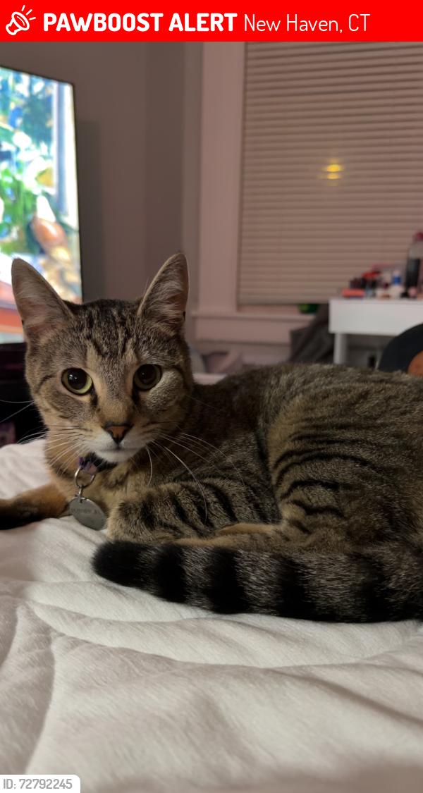 Lost Female Cat last seen Read st and newhall st, New Haven, CT 06511