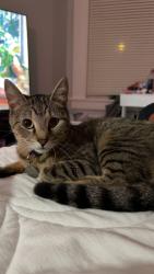 Lost Female Cat last seen Read st and newhall st, New Haven, CT 06511
