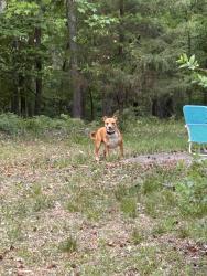 Found/Stray Unknown Dog last seen Warwick park and Wilton rd, Richmond, VA 23231