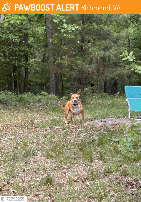 Found/Stray Unknown Dog last seen Warwick park and Wilton rd, Richmond, VA 23231