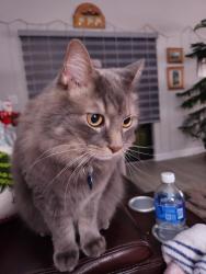 Lost Male Cat last seen Forest Hill Blvd, Prairie Rd, West Palm Beach, FL 33406