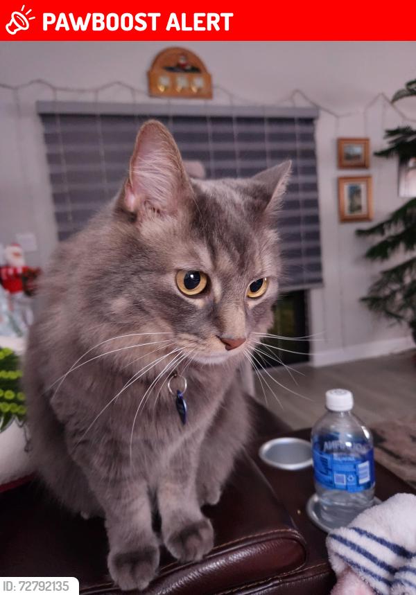 Lost Male Cat last seen Forest Hill Blvd, Prairie Rd, West Palm Beach, FL 33406