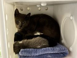 Shelter Stray Female Cat last seen Near Mathews St., 21218, MD, Baltimore, MD 21230