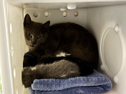 Shelter Stray Female Cat last seen Near Mathews St., 21218, MD, Baltimore, MD 21230