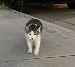 Found/Stray Unknown Cat last seen Washington Street and Manhattan Drive, Riverside, CA 92506, Riverside, CA 92506