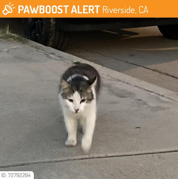Found/Stray Unknown Cat last seen Washington Street and Manhattan Drive, Riverside, CA 92506, Riverside, CA 92506