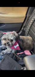 Lost Female Dog last seen Progress Blvd and 78th St, Tampa, FL 33619