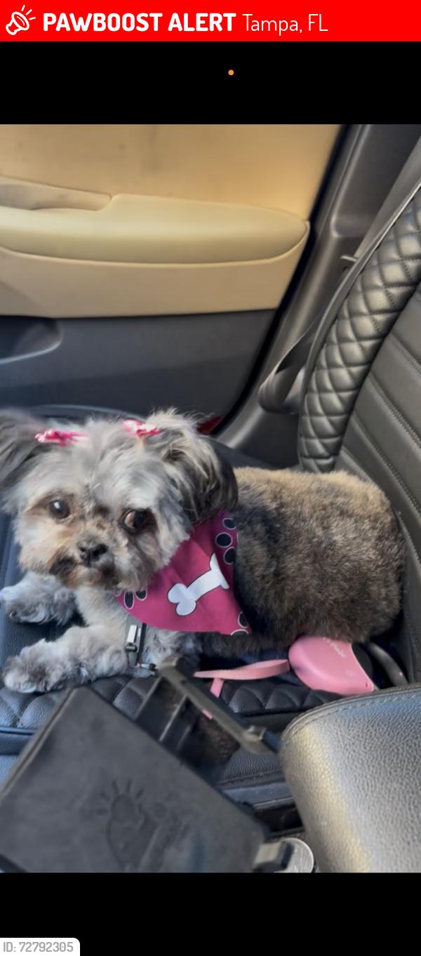 Lost Female Dog last seen Progress Blvd and 78th St, Tampa, FL 33619