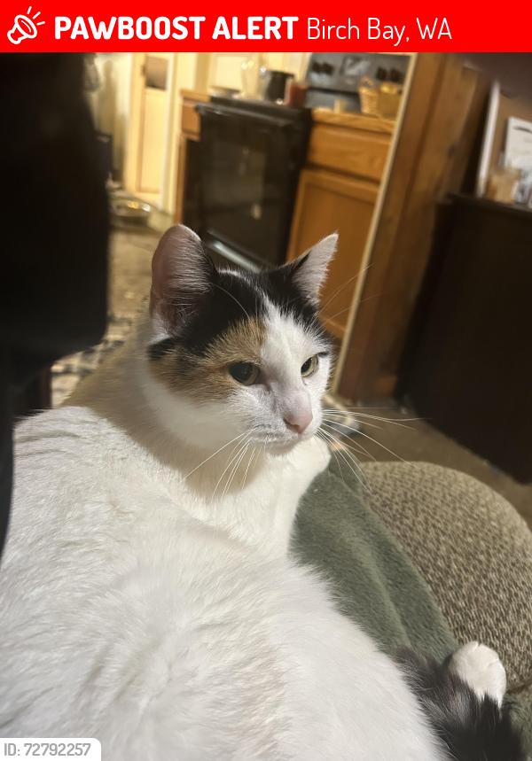 Lost Female Cat last seen Opposite waterslides  birchbay, Birch Bay, WA 98230