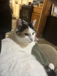 Lost Female Cat last seen Opposite waterslides  birchbay, Birch Bay, WA 98230