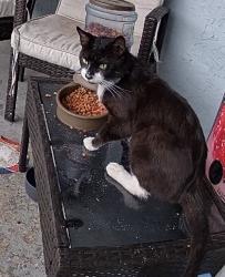 Found/Stray Unknown Cat last seen Village Blvd & Temple St, West Palm Beach, FL 33407