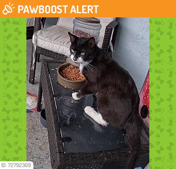 Found/Stray Unknown Cat last seen Village Blvd & Temple St, West Palm Beach, FL 33407