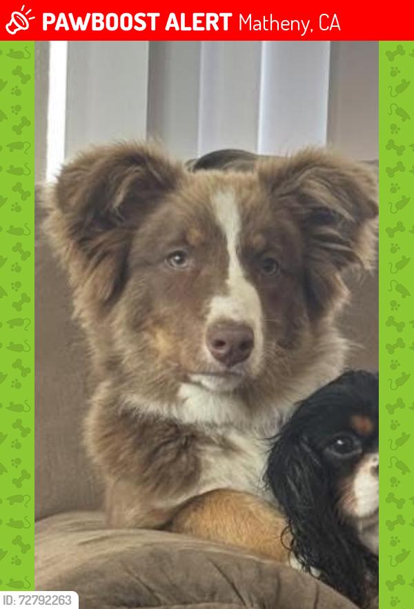 Lost Female Dog last seen Mathany, Matheny, CA 93274