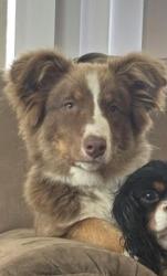 Lost Female Dog last seen Mathany, Matheny, CA 93274