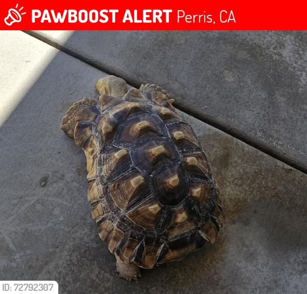 Lost Female Reptile last seen Orange and Evans Perris , Perris, CA 92571