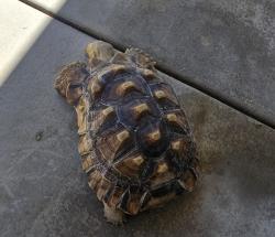 Lost Female Reptile last seen Orange and Evans Perris , Perris, CA 92571