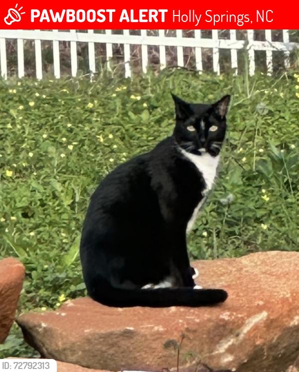 Lost Male Cat last seen Near erinvale ct, Holly Springs, NC 27540