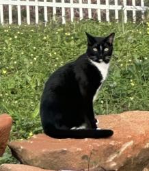 Lost Male Cat last seen Near erinvale ct, Holly Springs, NC 27540