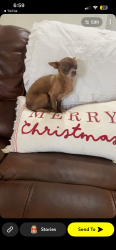 Lost Male Dog last seen Wagner tree farm, Santa Fe, TX 77517