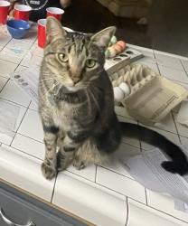 Lost Male Cat last seen 27th Street and Karen Lane, Jurupa Valley, CA 91752