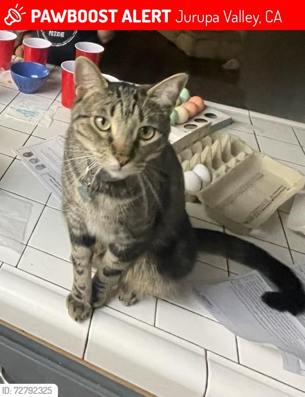 Lost Male Cat last seen 27th Street and Karen Lane, Jurupa Valley, CA 91752