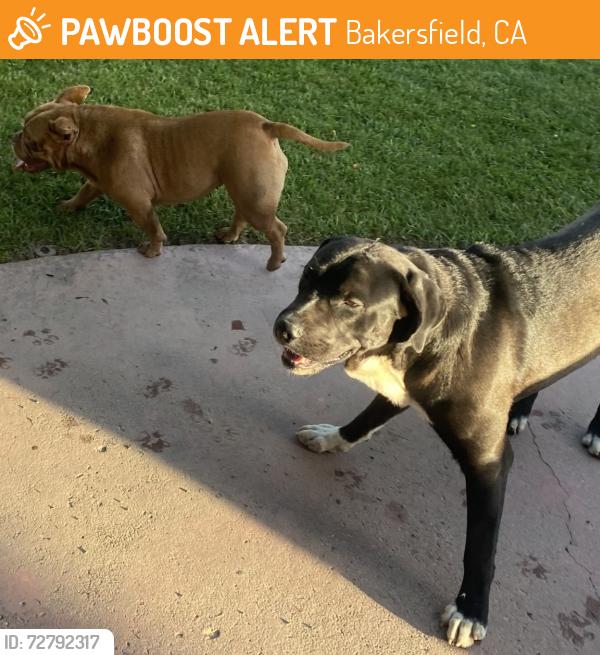 Found/Stray Male Dog last seen Hughes, Bakersfield, CA 93304