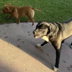Found/Stray Male Dog last seen Hughes, Bakersfield, CA 93304
