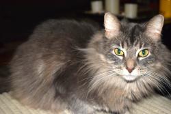 Lost Male Cat last seen Quentin Ave. S. & 143rd St. Savage, MN, Savage, MN 55378