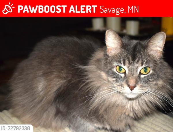 Lost Male Cat last seen Quentin Ave. S. & 143rd St. Savage, MN, Savage, MN 55378