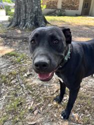 Found/Stray Female Dog last seen Oak Grove Tennis Courts, Hattiesburg, MS 39402
