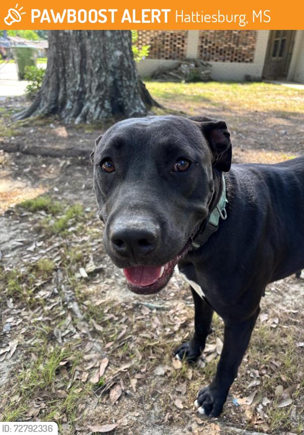 Found/Stray Female Dog last seen Oak Grove Tennis Courts, Hattiesburg, MS 39402