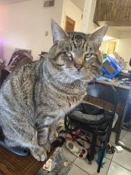 Lost Male Cat last seen Alamanda lane and fiske blvd, Cocoa, FL 32922