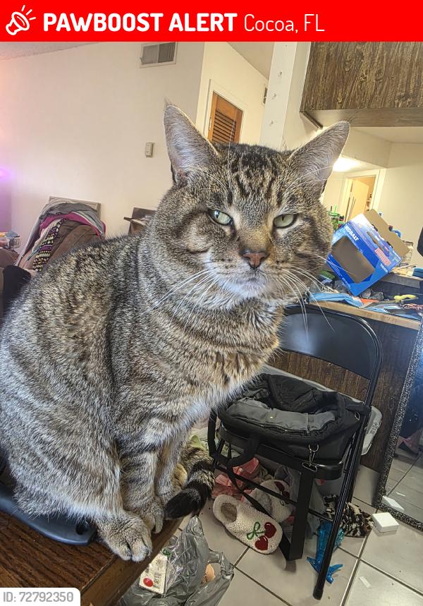 Lost Male Cat last seen Alamanda lane and fiske blvd, Cocoa, FL 32922