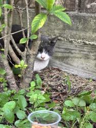 Found/Stray Unknown Cat last seen Near dogwood cliff ln inson tx, Dickinson, TX 77539